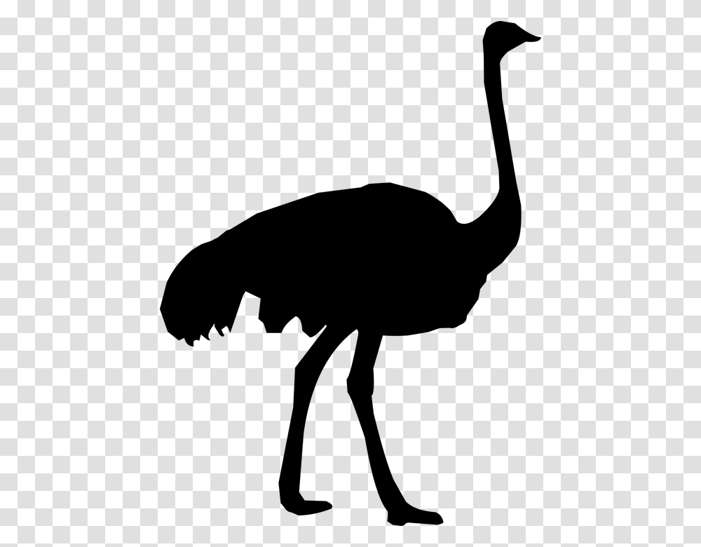 Silhouette Ostrich Zoo Feather Fauna Fowl Ostrich Silhouette, Gray, World Of Warcraft Transparent Png