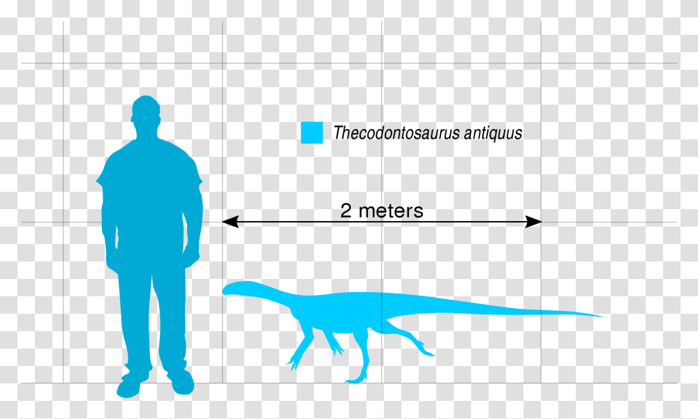 Silhouette Outline Of Person, Human, Animal, Dinosaur, Reptile Transparent Png