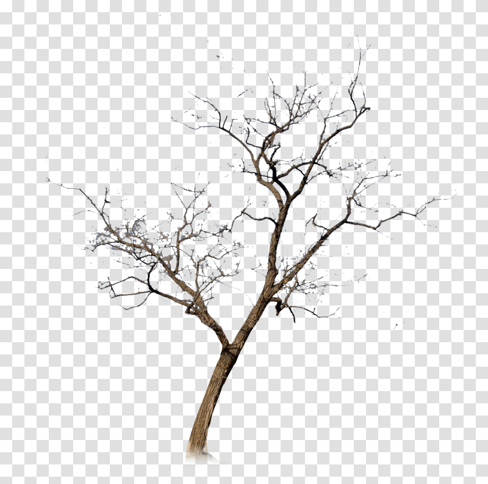 Silhouette Tree No Leaves, Plant, Outdoors, Nature, Vase Transparent Png