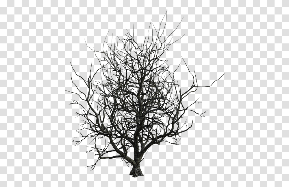 Silhouette, Tree, Plant, Nature, Outdoors Transparent Png
