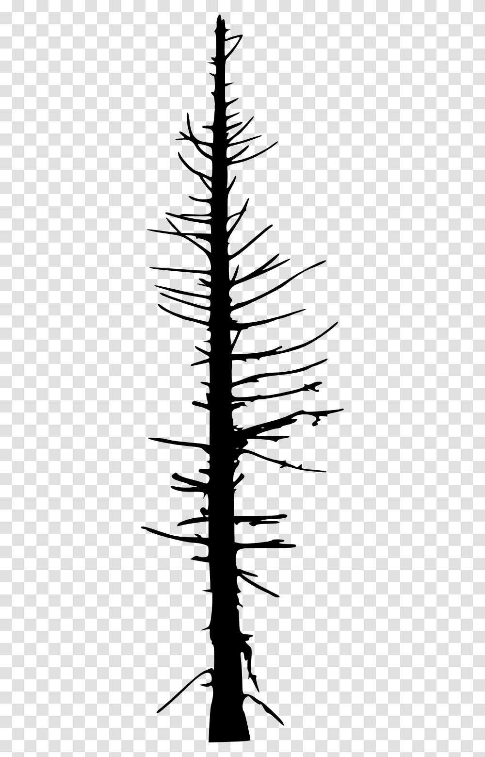 Silhouette Vector Dead Tree, Plant, Fir, Abies Transparent Png