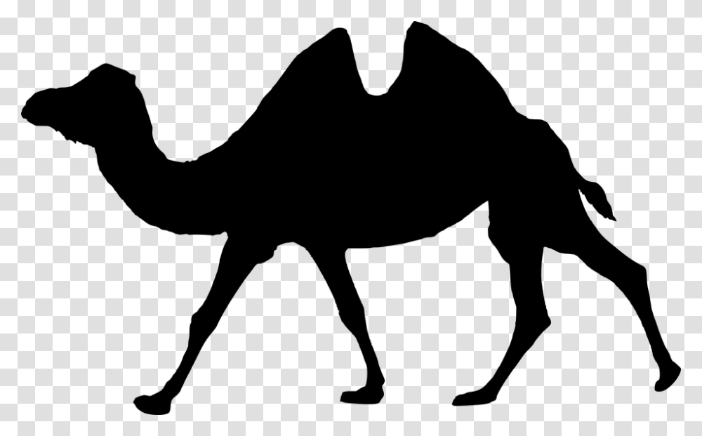 Silhouette Walking Camel Isolated Animal Wildlife Camel Humpback, Gray, World Of Warcraft Transparent Png