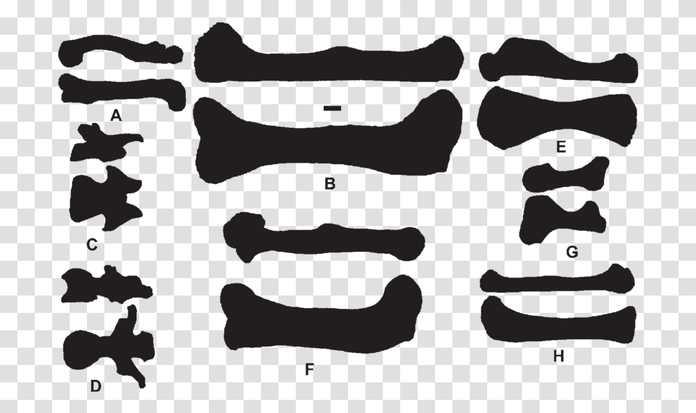 Silhouettes Of Various Bones In Dorsal And Lateral Silhouette, Weapon, Weaponry Transparent Png