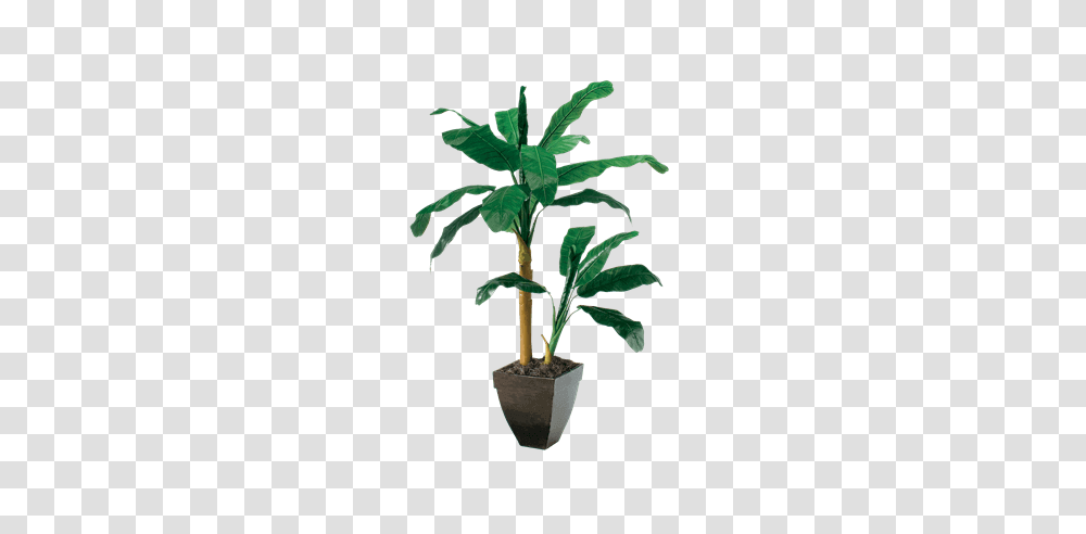 Silk Double Banana Tree For Rent Brook Furniture Rental, Plant, Palm Tree, Arecaceae, Bamboo Transparent Png