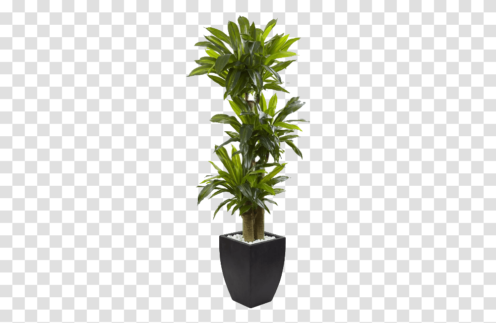 Silk Plant, Leaf, Tree, Palm Tree, Arecaceae Transparent Png