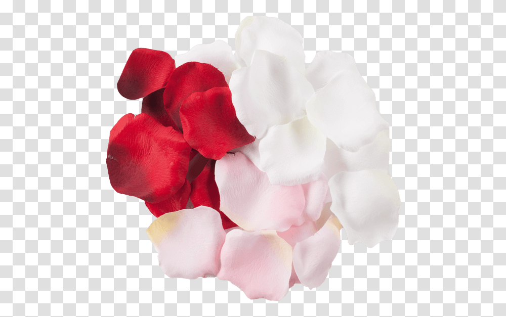 Silk Rose Petals Gift Set Artificial Flower, Plant, Blossom, Geranium, Cream Transparent Png