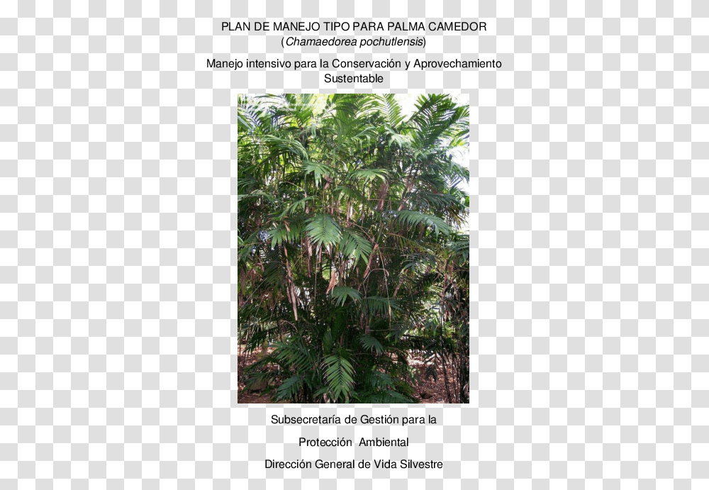 Silk Tree, Vegetation, Plant, Rainforest, Land Transparent Png
