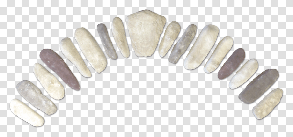 Sill, Teeth, Mouth, Sliced, Rotor Transparent Png