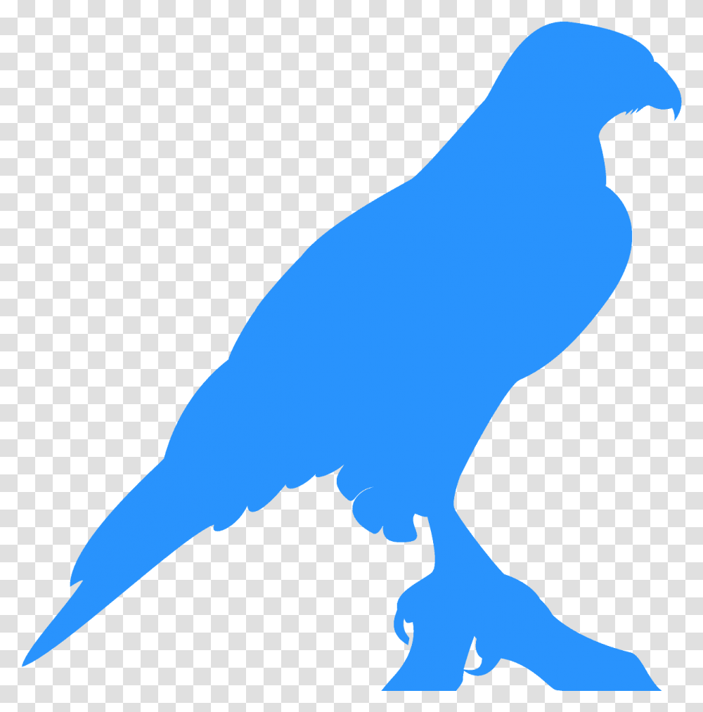 Silueta De Un Halcn, Bird, Animal, Pigeon, Person Transparent Png