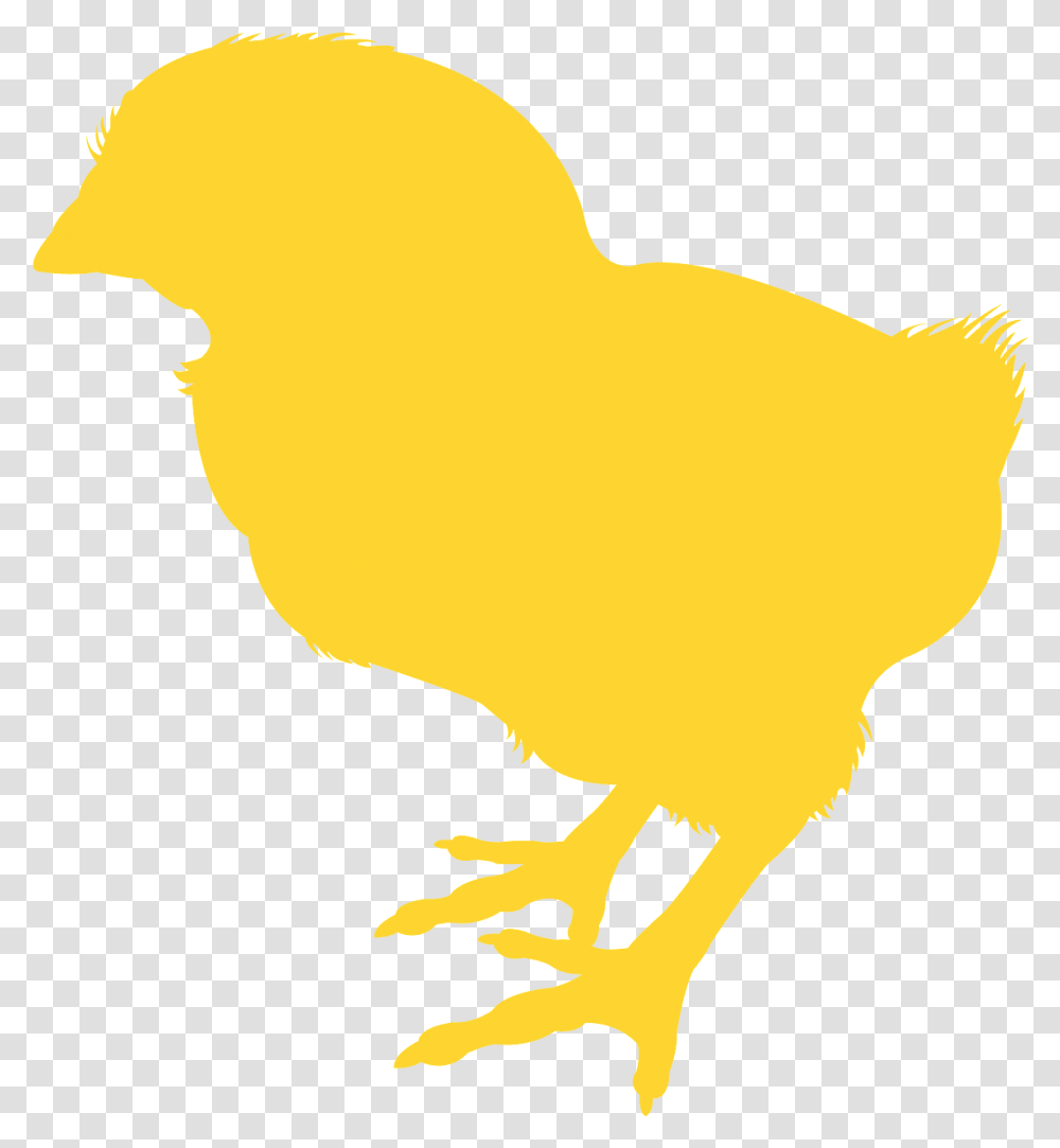 Silueta De Un Pollito, Bird, Animal, Poultry, Fowl Transparent Png