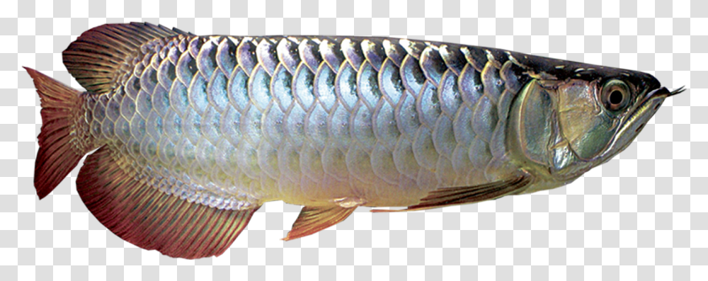 Silver Arowana Fish, Animal, Water, Sea Life, Aquatic Transparent Png