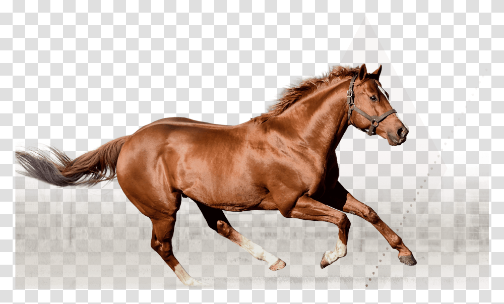 Silver Banner Irish Stallion Best Design Sorrel, Horse, Mammal, Animal, Colt Horse Transparent Png