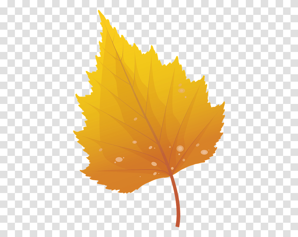Silver Birch Late Autumn Leaf Clipart Free Download Birch Leaf Clipart, Plant, Maple Leaf, Tree, Bonfire Transparent Png