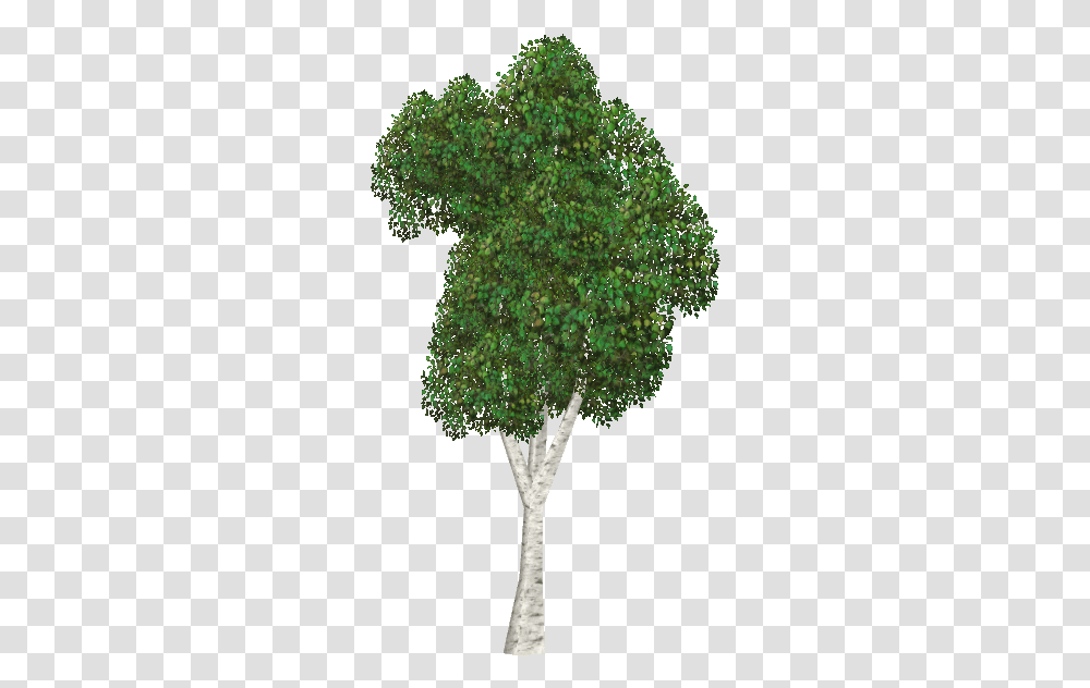 Silver Birch Mexican Pinyon, Plant, Tree, Tree Trunk, Vegetation Transparent Png