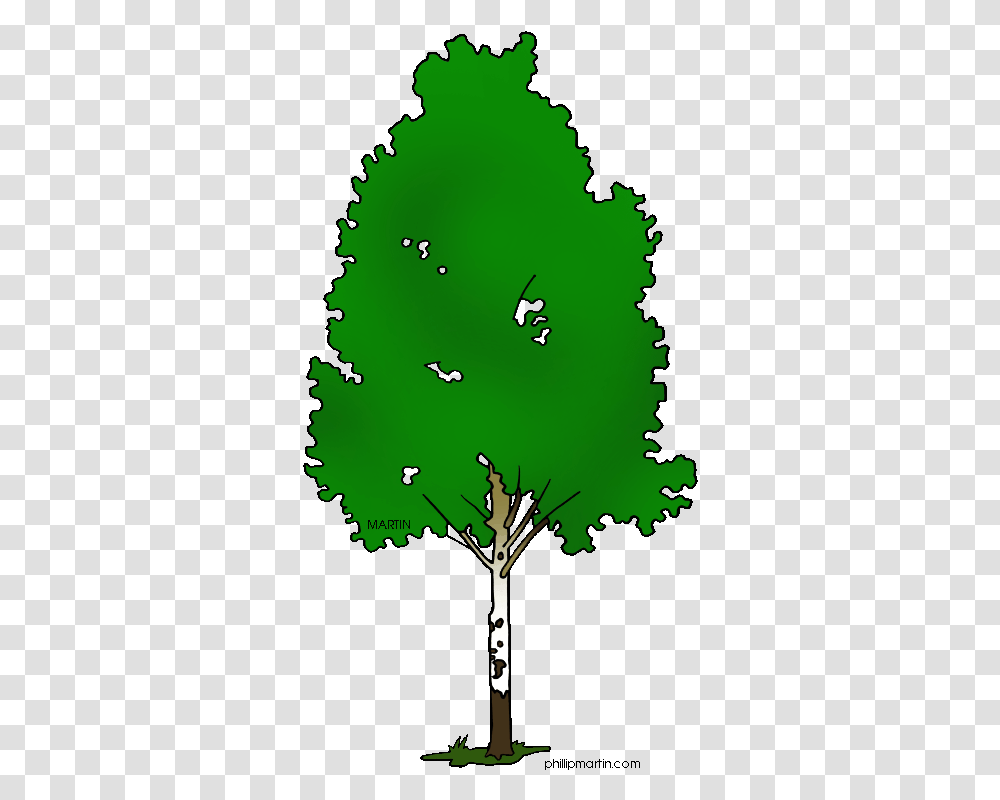 Silver Birch Tree Clipart, Plant, Green, Oak Transparent Png