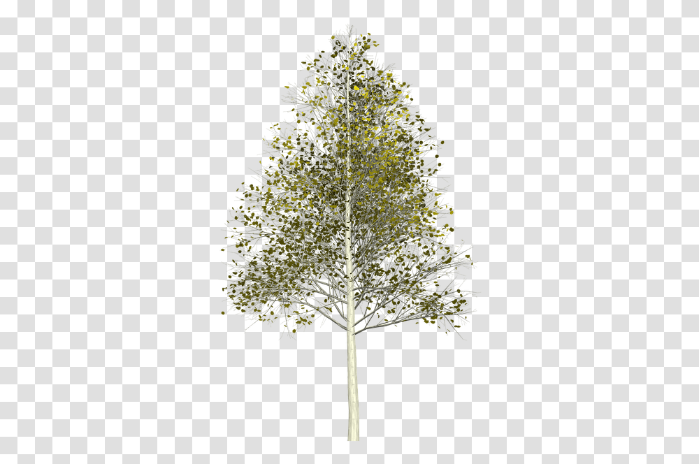 Silver Birch Tree, Plant, Bush, Vegetation, Flower Transparent Png