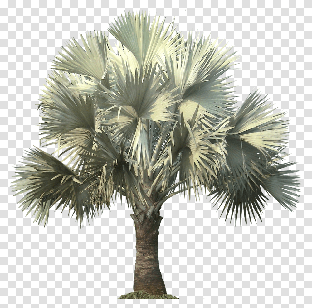 Silver Bismarck Palm, Tree, Plant, Palm Tree, Arecaceae Transparent Png
