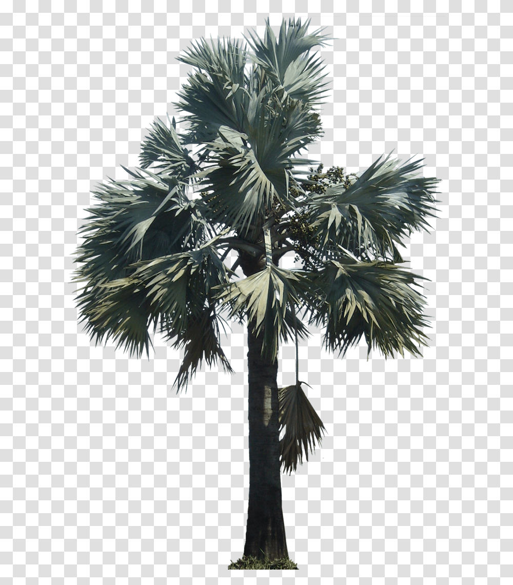 Silver Bismarck Palm, Tree, Plant, Palm Tree, Arecaceae Transparent Png