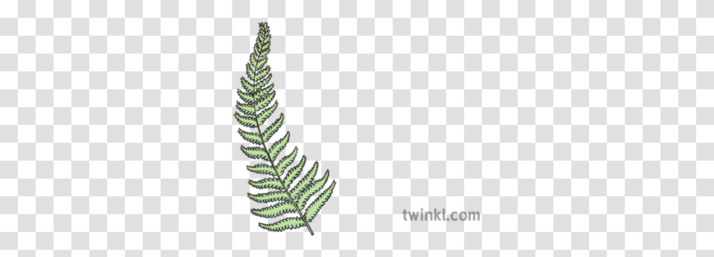 Silver Fern New Zealand Native Plants Ks1 Illustration Twinkl Fern New Zealand Plants, Fractal Transparent Png