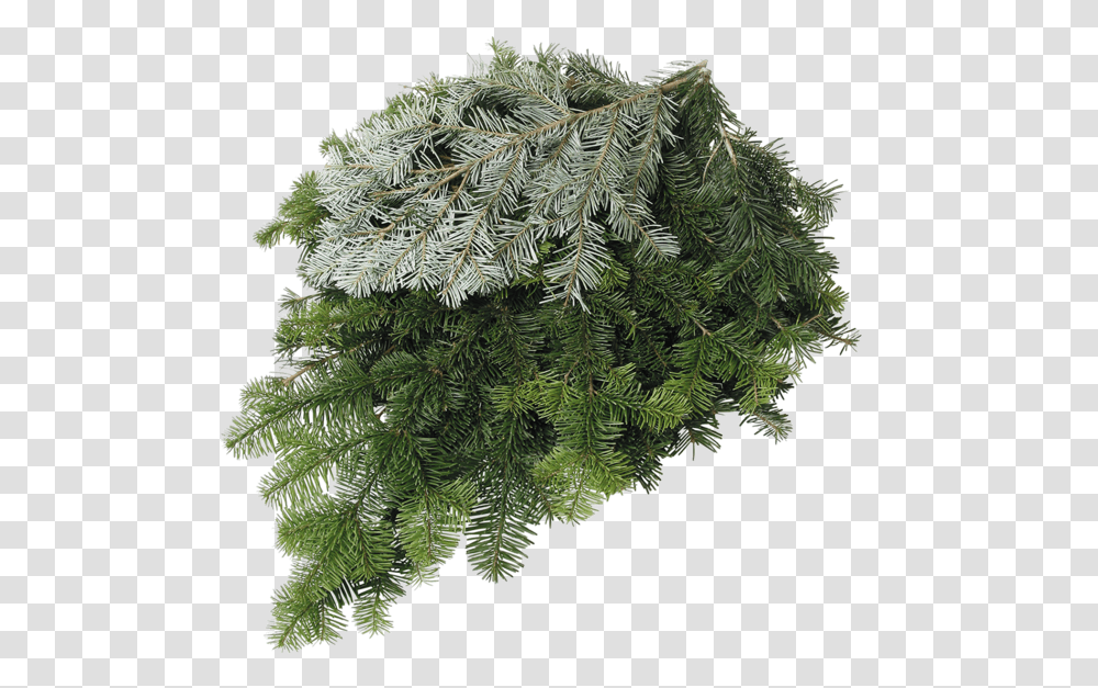 Silver FirClass Silver Fir Vs Douglas Fir, Tree, Plant, Conifer, Pine Transparent Png