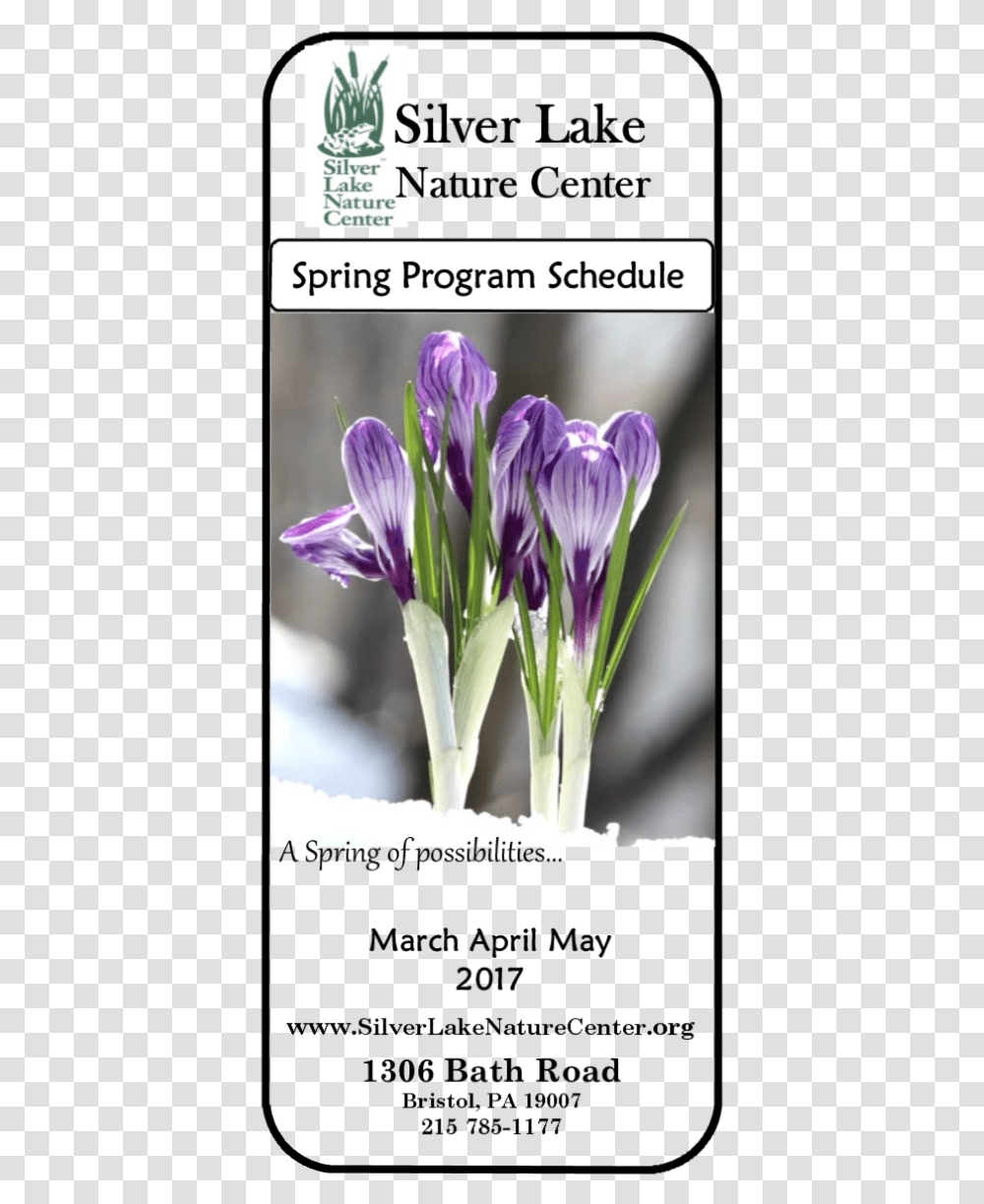 Silver Lake Nature Center, Plant, Flower, Blossom, Crocus Transparent Png