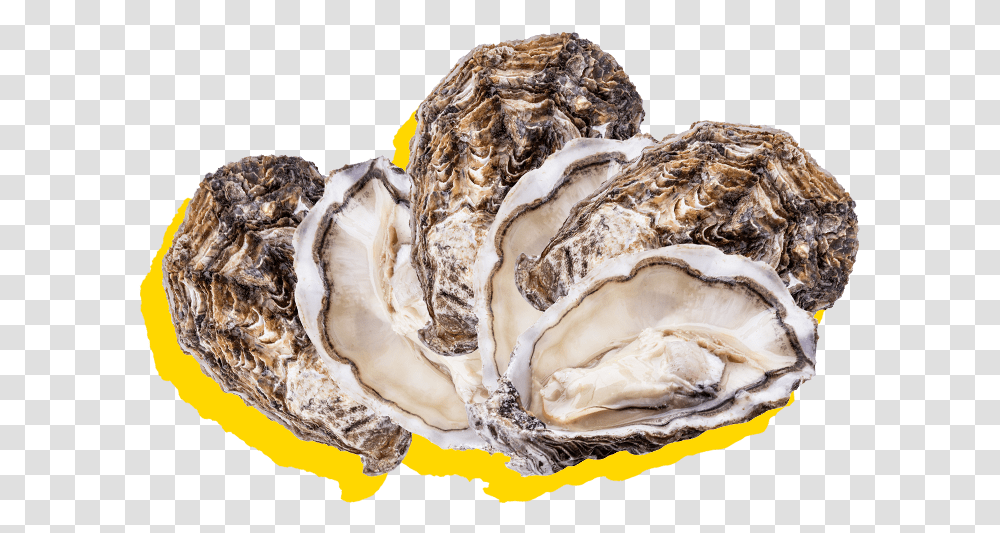 Silver Lining About Happy Hour Oysters Tiostrea Chilensis, Sea Life, Animal, Seashell, Invertebrate Transparent Png