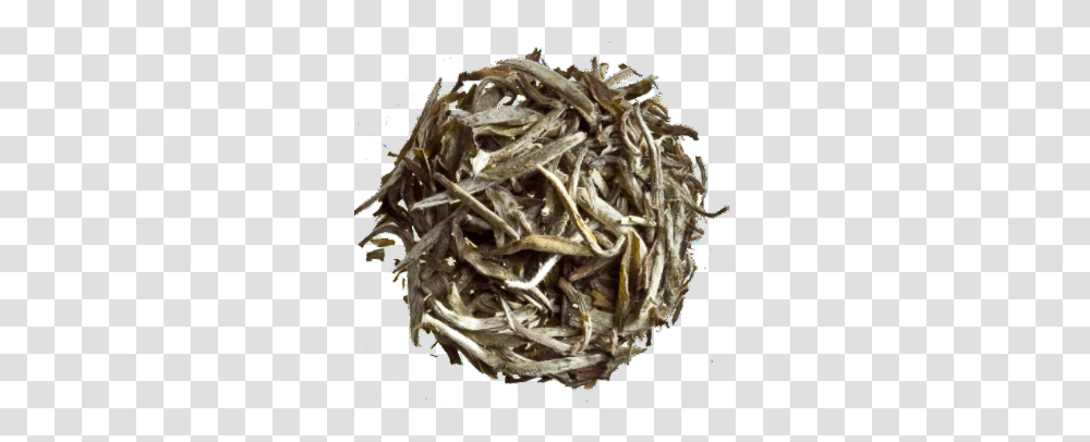 Silver Needles Organic Dafang Tea, Plant, Sea Anemone, Invertebrate, Sea Life Transparent Png