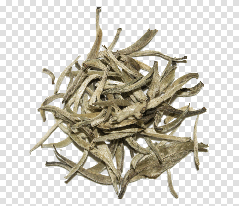 Silver White Tea, Wood, Driftwood, Insect, Invertebrate Transparent Png