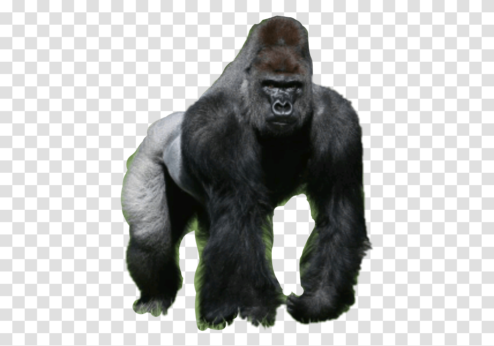 Silverback Gorilla, Mammal, Animal, Wildlife, Ape Transparent Png