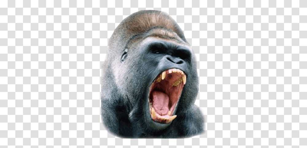 Silverback Gorilla Picture 1944726 Angry Gorilla Close Up, Ape, Wildlife, Mammal, Animal Transparent Png