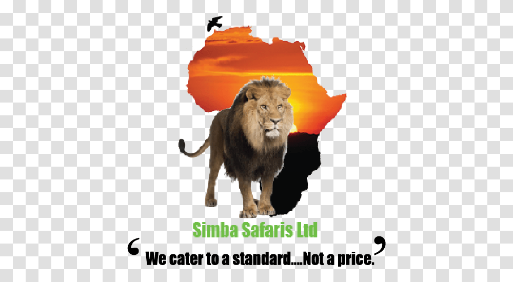 Simbasarisuk Continent Africa, Lion, Wildlife, Mammal, Animal Transparent Png