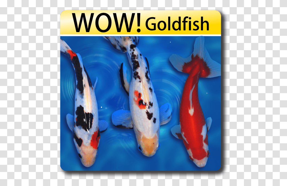 Similar To Koi Fish, Animal, Carp Transparent Png