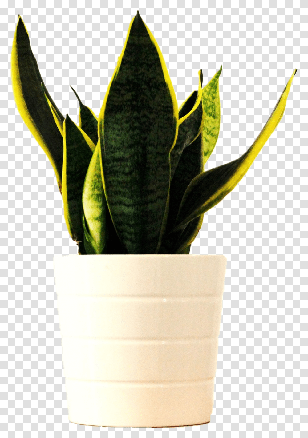 Simpatia Com Espada De So Jorge, Leaf, Plant, Aloe, Box Transparent Png