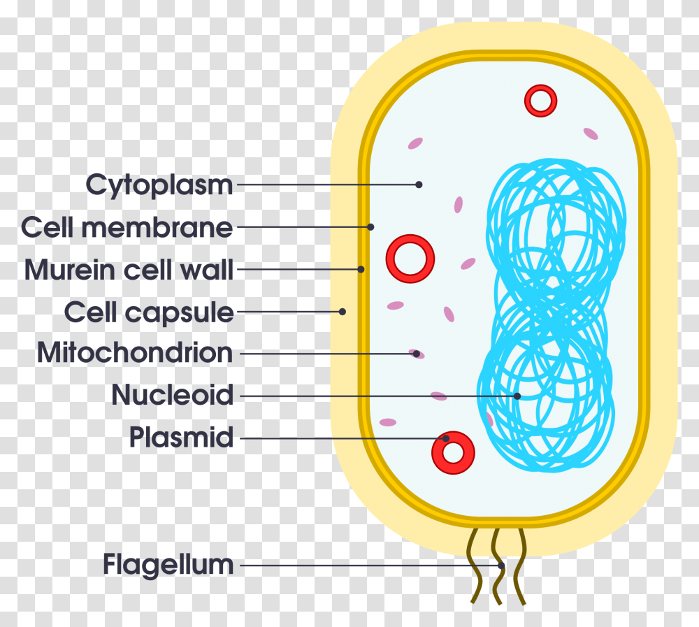 Simple Bacteria Cell Diagram, Label, Number Transparent Png