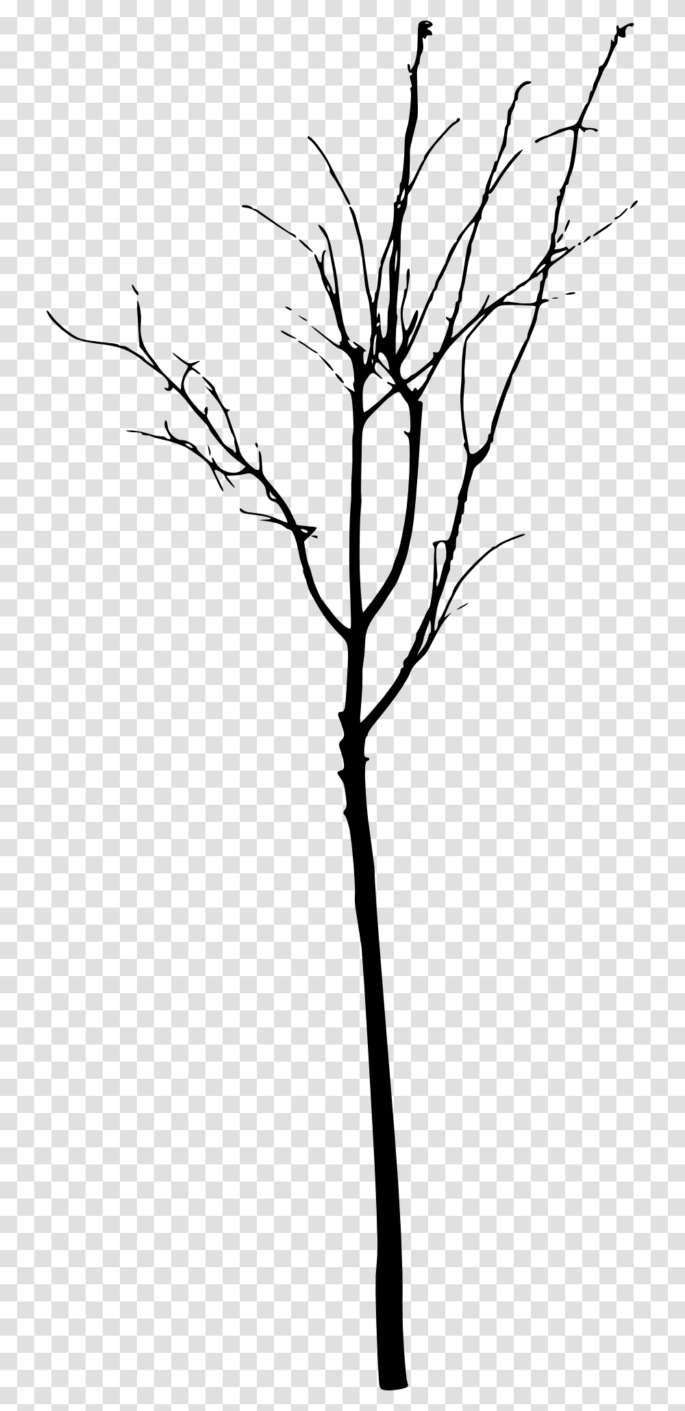 Simple Bare Tree Twig, Silhouette, Plant, Flower, Blossom Transparent Png