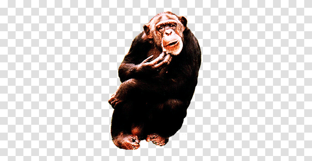 Simple Chimpanzee Clipart Animal Clip Art, Ape, Wildlife, Mammal, Person Transparent Png
