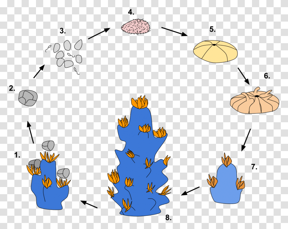 Simple Coral Reef Life Cycle, Tree, Plant, Ornament, Christmas Tree Transparent Png