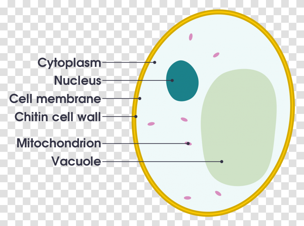 Simple Diagram Of Yeast Cell Gcse Labelled Animal Cell, Disk, Plot, Number, Symbol Transparent Png