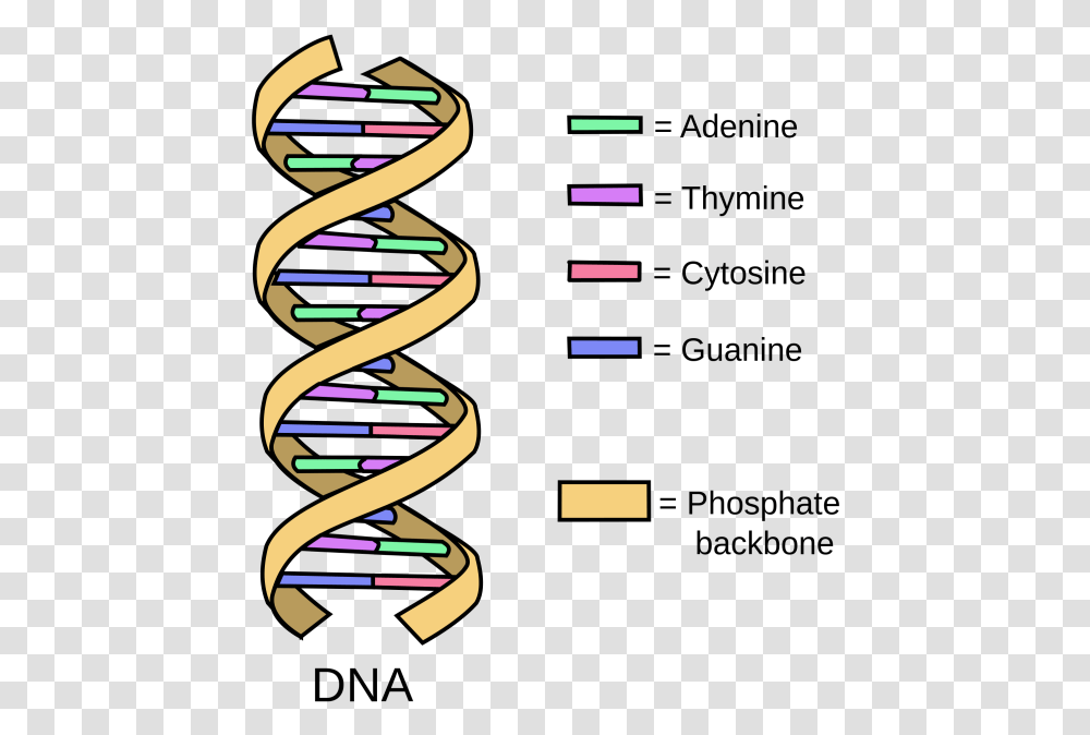 Simple Dna Structure Download, Dynamite, Bomb, Weapon Transparent Png