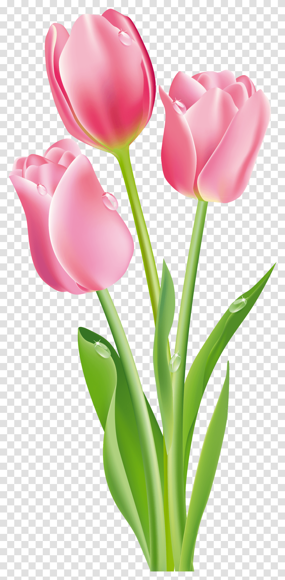 Simple Doodle Red Tulip Te Flower Seamless Background Tulip Flower Clipart, Plant, Blossom, Petal Transparent Png