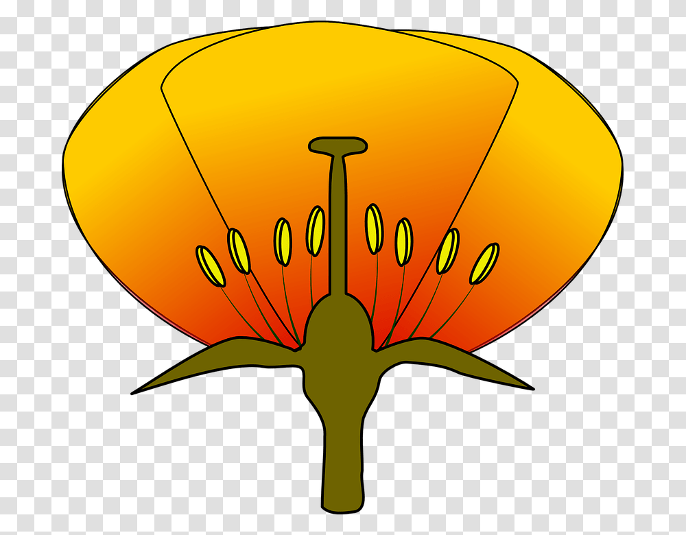 Simple Flower Diagram Clipart Diagram Of A Flower Unlabeled, Plant, Blossom, Petal, Anther Transparent Png