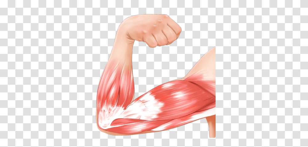 Simple Hacks To Sculpt Your Arm Muscles Manspread, Animal, Person, Human, Hand Transparent Png