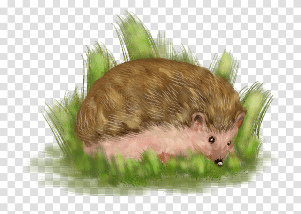 Simple Hand Drawn Hedgehog Animal And Psd Punxsutawney Phil, Mammal, Rodent, Rat, Bird Transparent Png