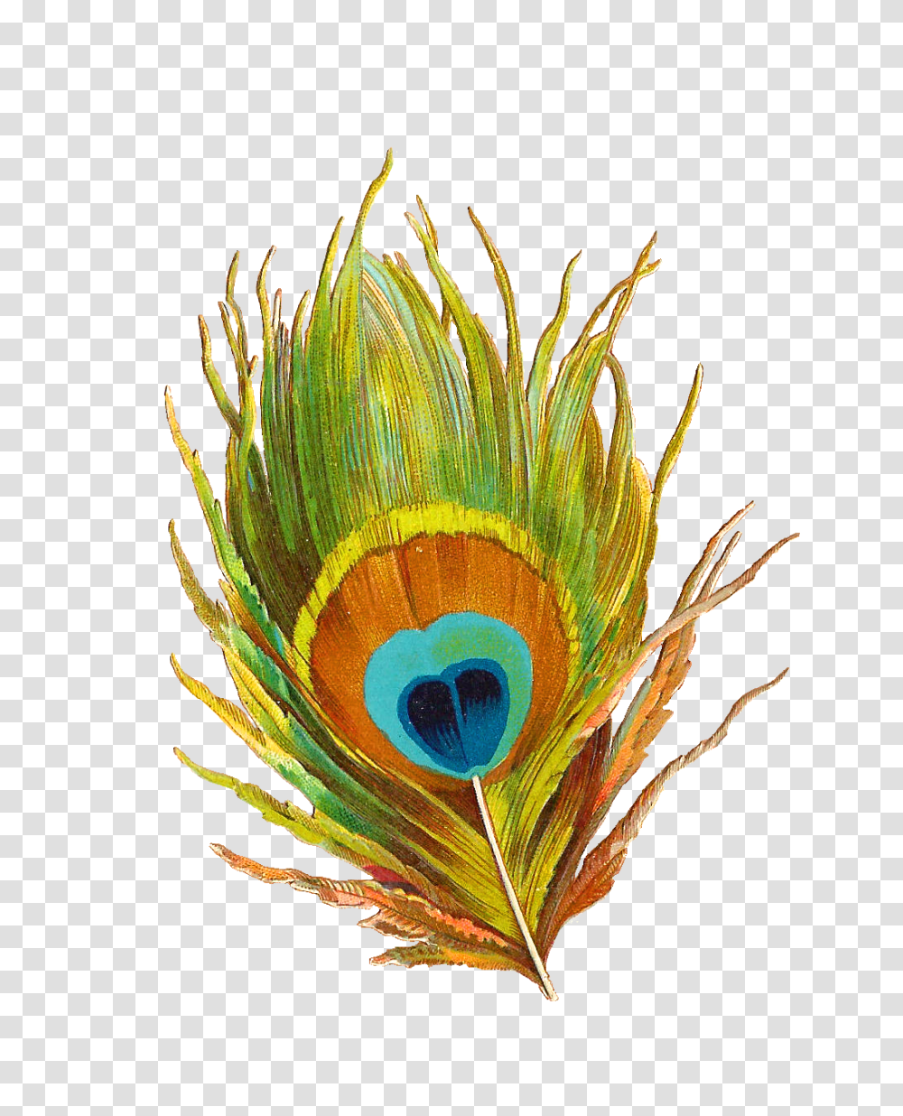 Simple Peacock Feather Design, Head, Animal, Bird, Plant Transparent Png
