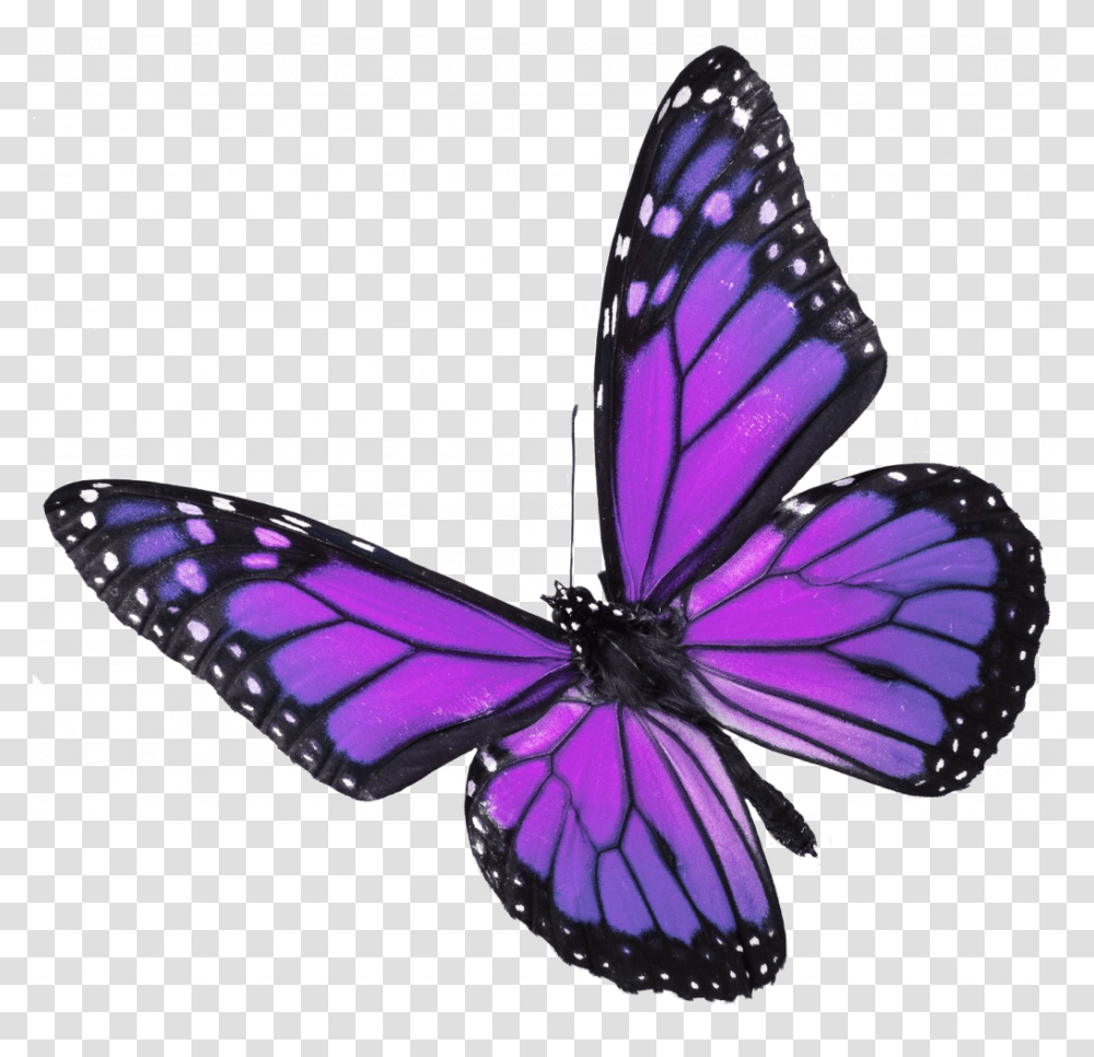 Simple Real Pictures Of Butterflies Popular Butterfly Butterfly On White Background, Insect, Invertebrate, Animal, Purple Transparent Png