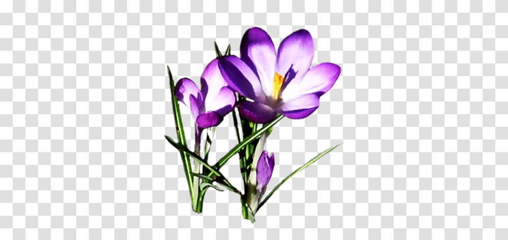 Simple Spring Flowers Clipart Easter Flowers Clip Art Clipart Best, Plant, Blossom, Crocus, Purple Transparent Png