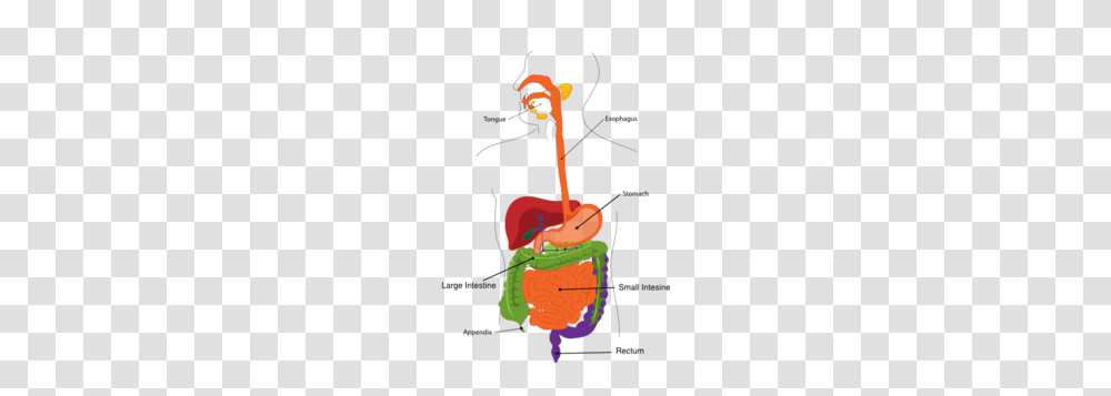 Simplified Digestive System Clip Art, Weapon, Weaponry, Bomb, Plant Transparent Png