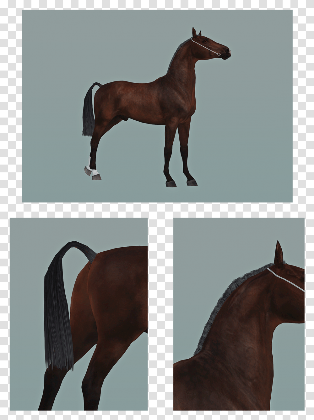 Sims 3 Roached Mane, Colt Horse, Mammal, Animal, Stallion Transparent Png
