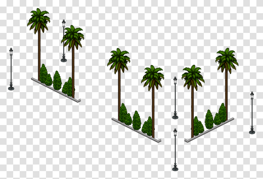 Sin Limo Sabal Palmetto, Tree, Plant, Palm Tree, Outdoors Transparent Png