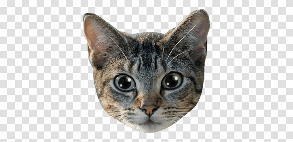 Sina Weibo Animals In English Urdu Background Cat Face, Pet, Mammal, Abyssinian, Manx Transparent Png